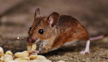 24 Hour & Emergency Exterminators in Rocky Hill, NJ